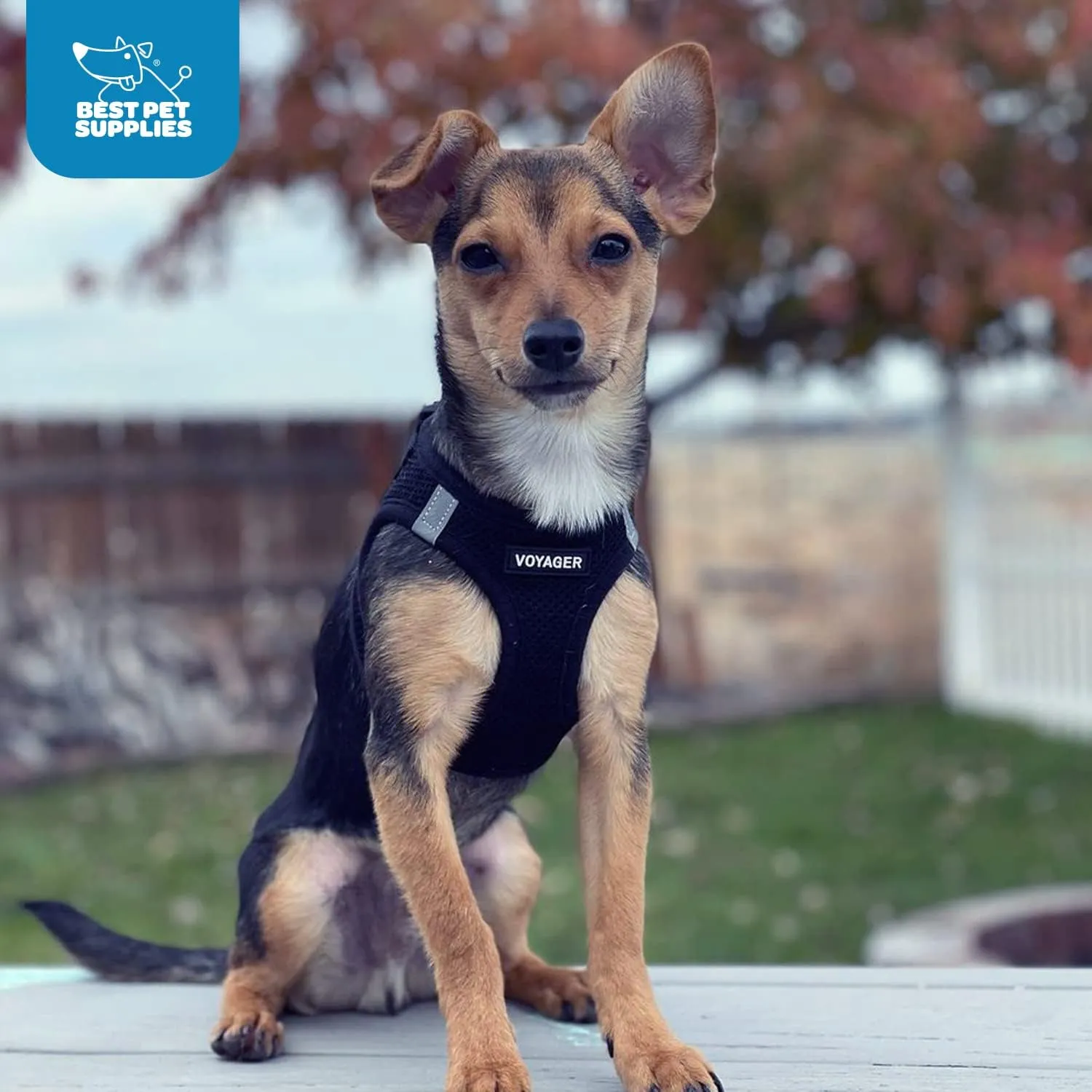 Best Pet Supplies Voyager Step-in Air Dog Harness - All Weather Mesh, Reflective, No Pull Harness for Small, Medium Dogs, Cats - Secure with Hook & Loop Fastener, Buckle, Double D-Rings - Black, M