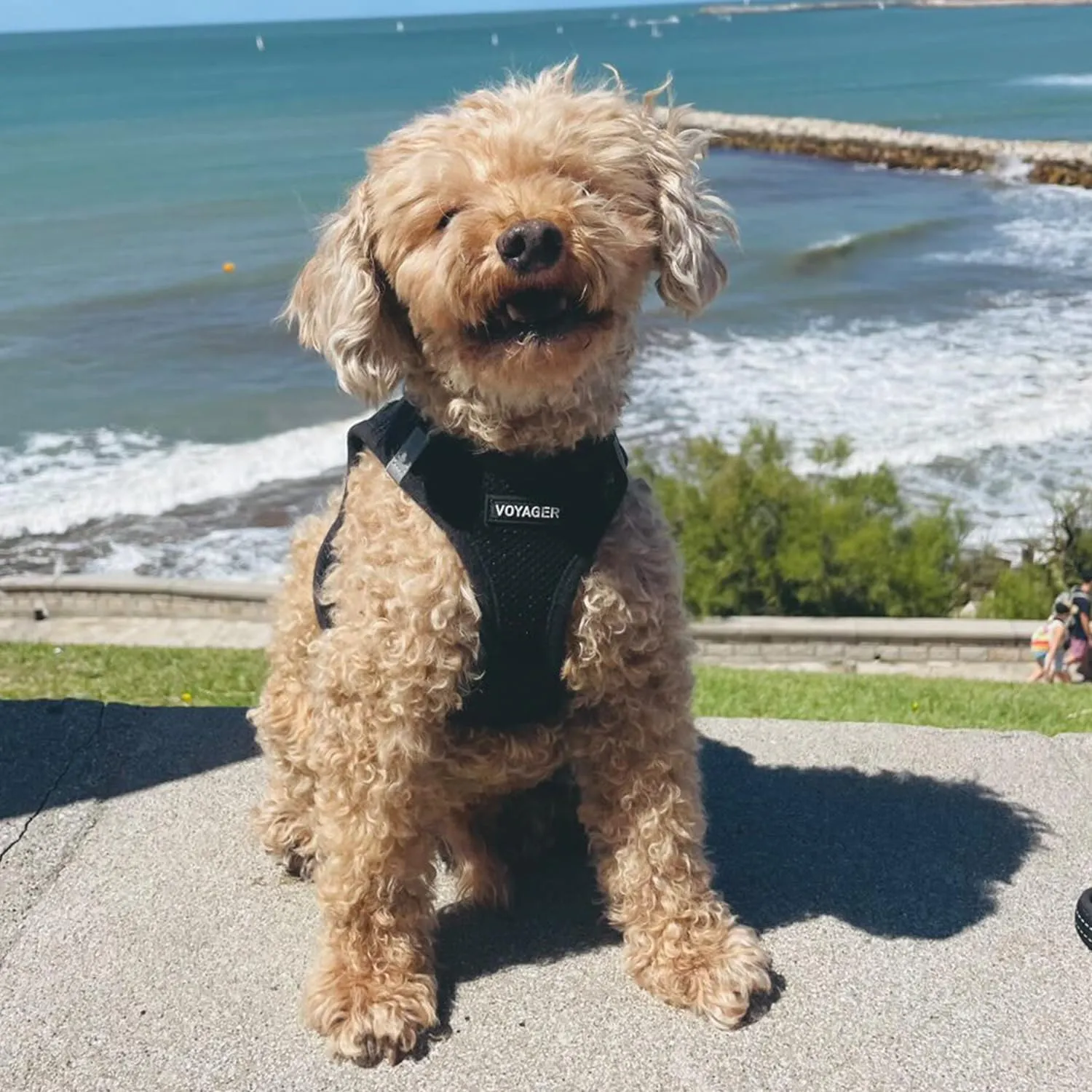Best Pet Supplies Voyager Step-in Air Dog Harness - All Weather Mesh, Reflective, No Pull Harness for Small, Medium Dogs, Cats - Secure with Hook & Loop Fastener, Buckle, Double D-Rings - Black, M