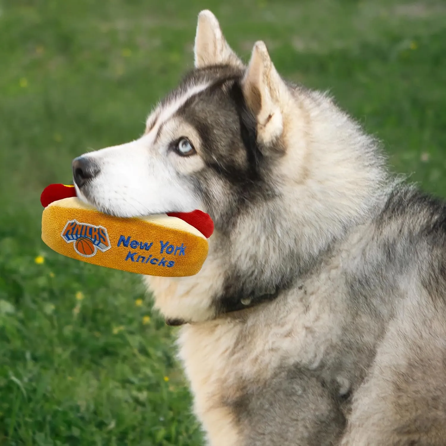 Pets First NBA New York Knicks HOT Dog Plush Dog & CAT Squeak Toy - Cutest HOT-Dog Snack Plush Toy for Dogs & Cats with Inner Squeaker & Beautiful Basketball Team Name/Logo 8 x 5 x 3 Inches